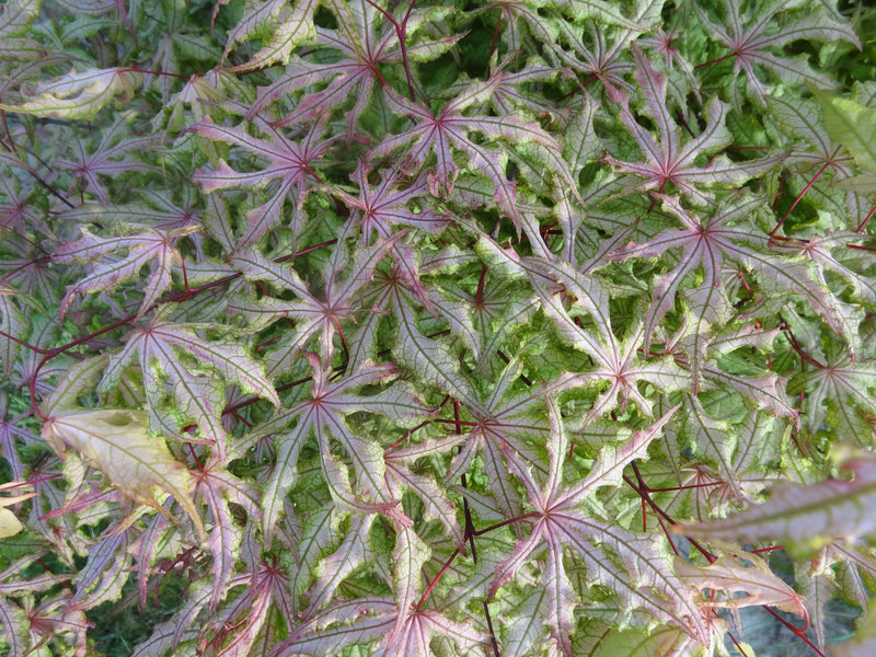 Acer palmatum 'Jubilee' Japanese Maple