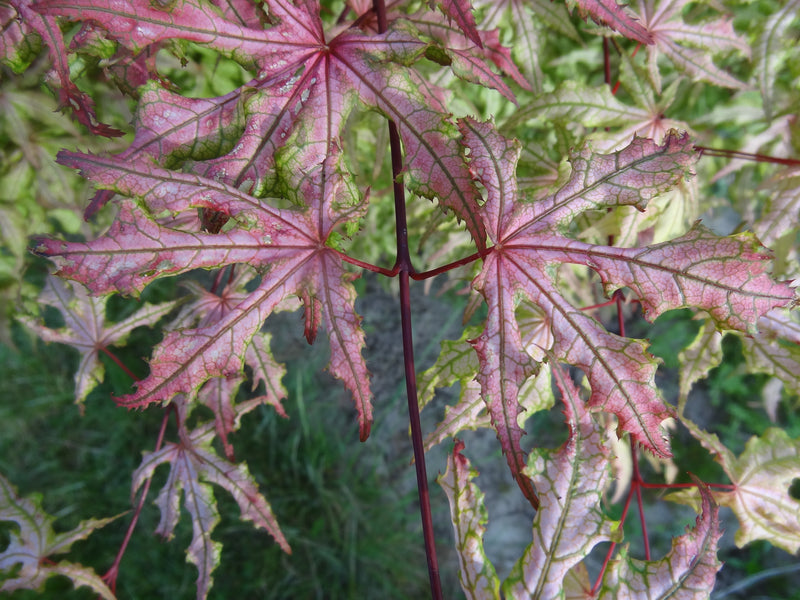 Acer palmatum 'Jubilee' Japanese Maple