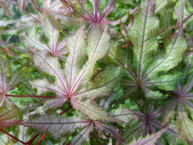 Acer palmatum 'Jubilee' Japanese Maple