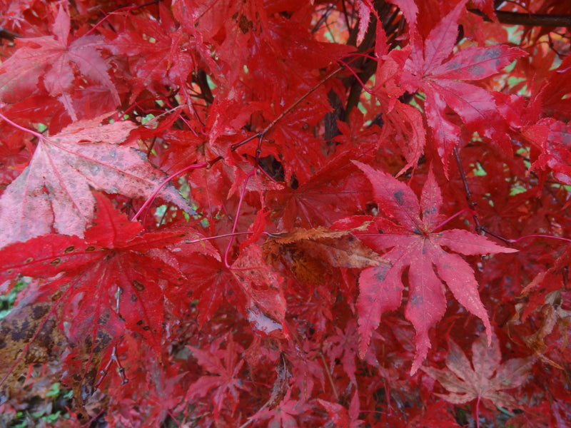 Acer palmatum 'Jubilee' Japanese Maple