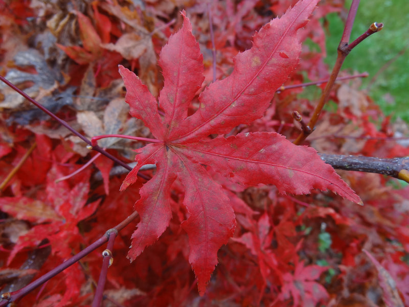Acer palmatum 'Jubilee' Japanese Maple