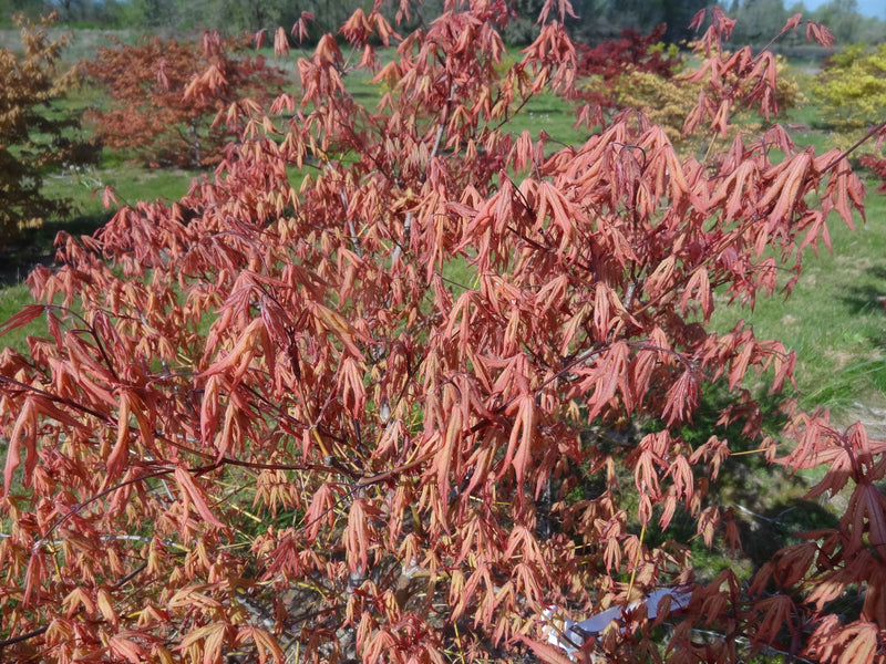 Acer palmatum 'Jubilee' Japanese Maple