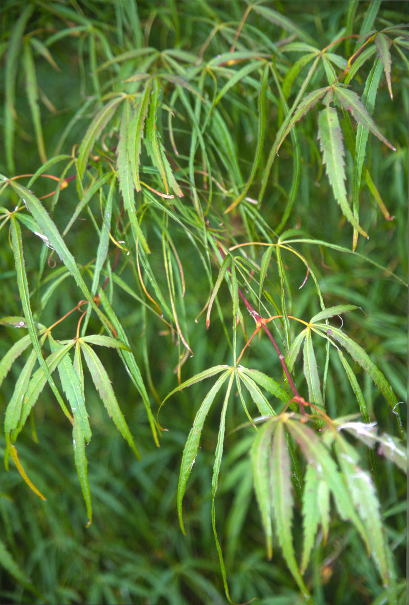 Acer palmatum 'Kinshi' Japanese Maple
