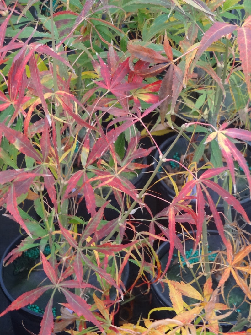Acer palmatum 'Kinshi' Japanese Maple
