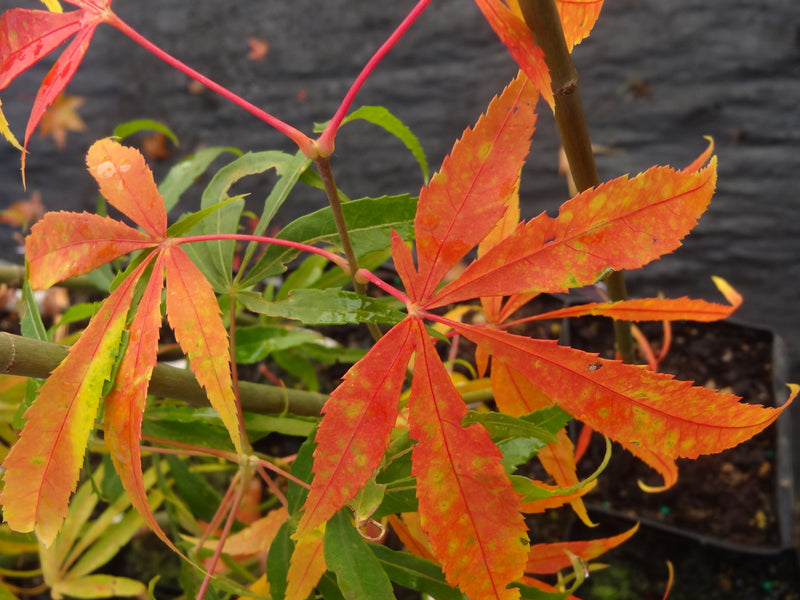 Acer palmatum 'Kinshi' Japanese Maple