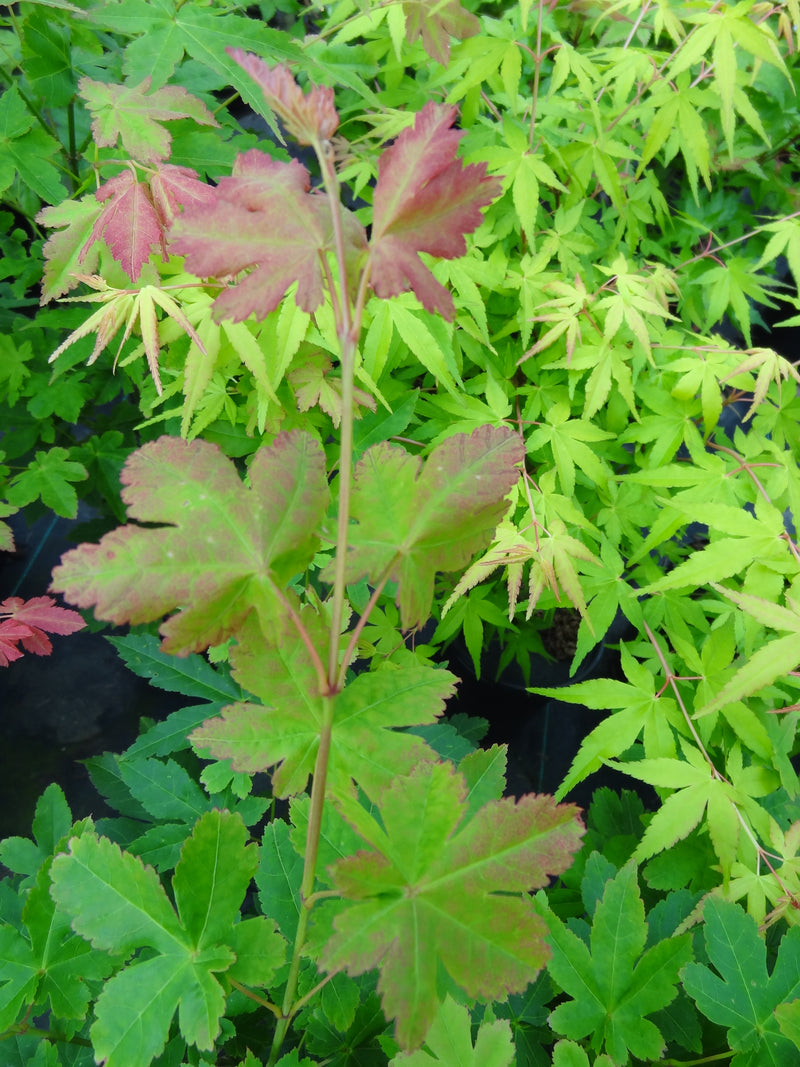 Acer palmatum 'Koyamadani nishiki' Japanese Maple