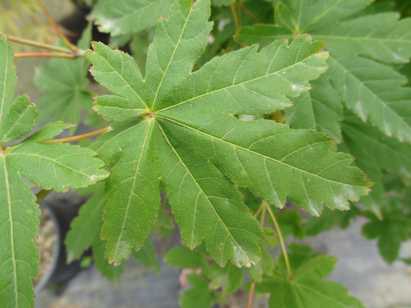 Acer palmatum 'Koyamadani nishiki' Japanese Maple