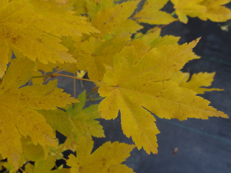 Acer palmatum 'Koyamadani nishiki' Japanese Maple