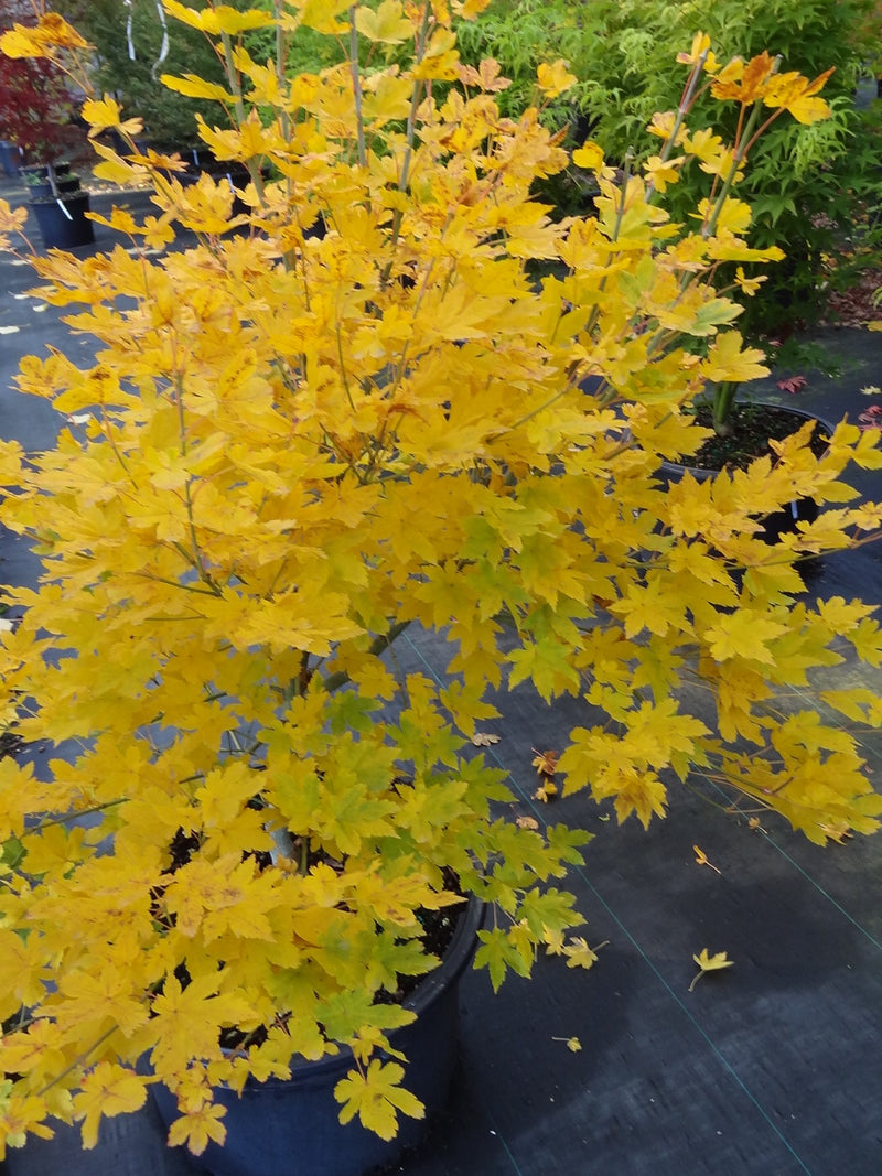 Acer palmatum 'Koyamadani nishiki' Japanese Maple