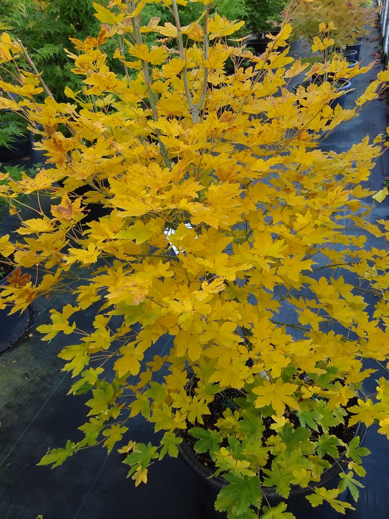 Acer palmatum 'Koyamadani nishiki' Japanese Maple