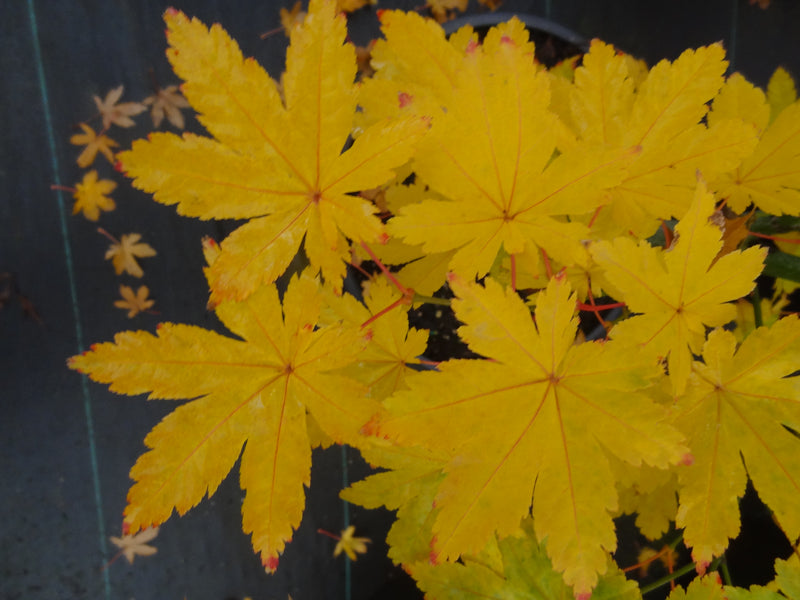 Acer palmatum 'Koyamadani nishiki' Japanese Maple