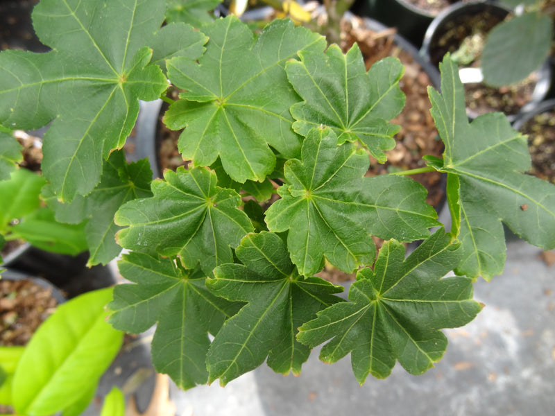 Acer palmatum 'Koyamadani nishiki' Japanese Maple