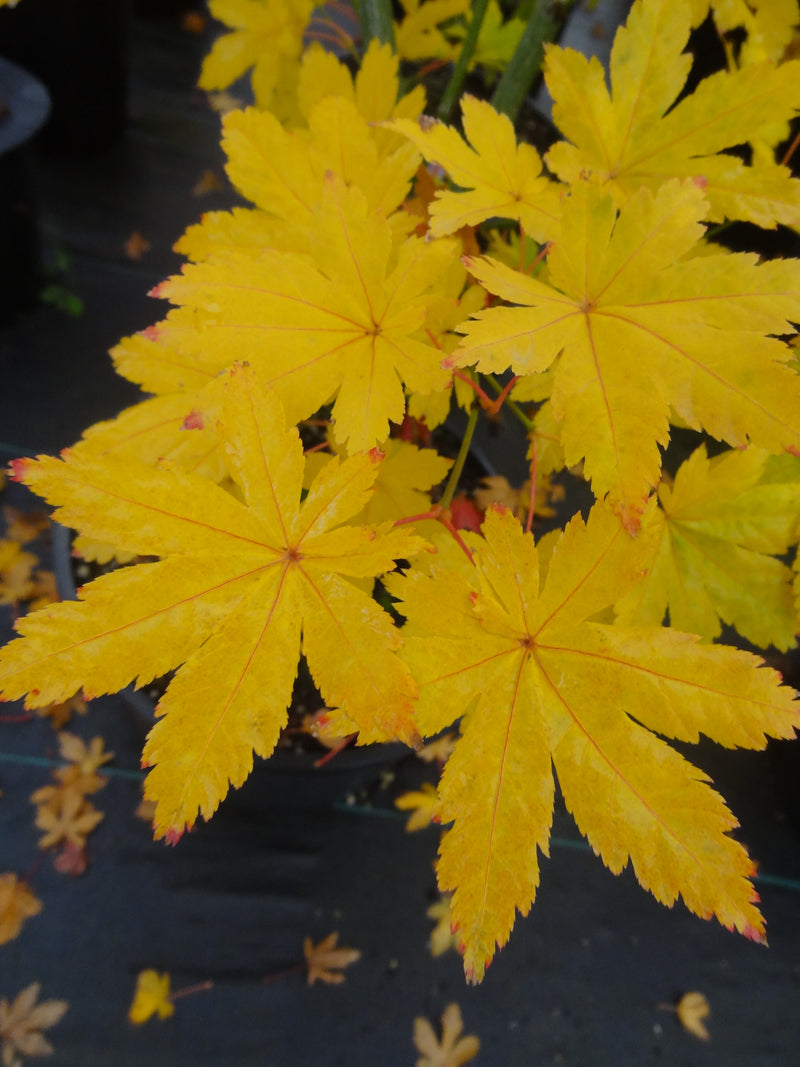 Acer palmatum 'Koyamadani nishiki' Japanese Maple