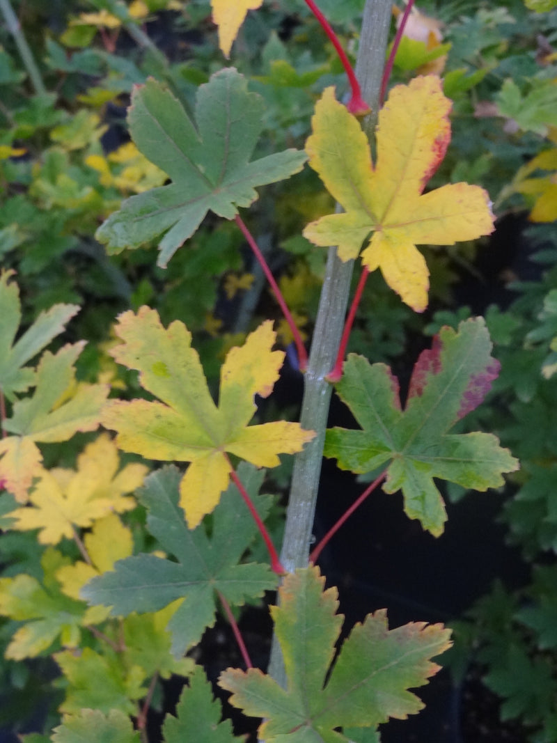 Acer palmatum 'Koyamadani nishiki' Japanese Maple