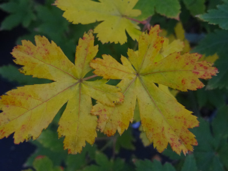 Acer palmatum 'Koyamadani nishiki' Japanese Maple