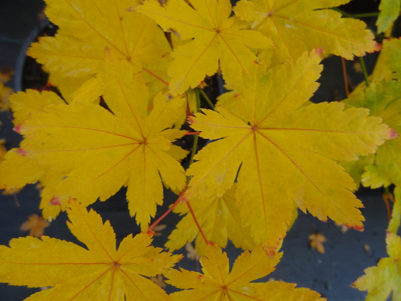 Acer palmatum 'Koyamadani nishiki' Japanese Maple
