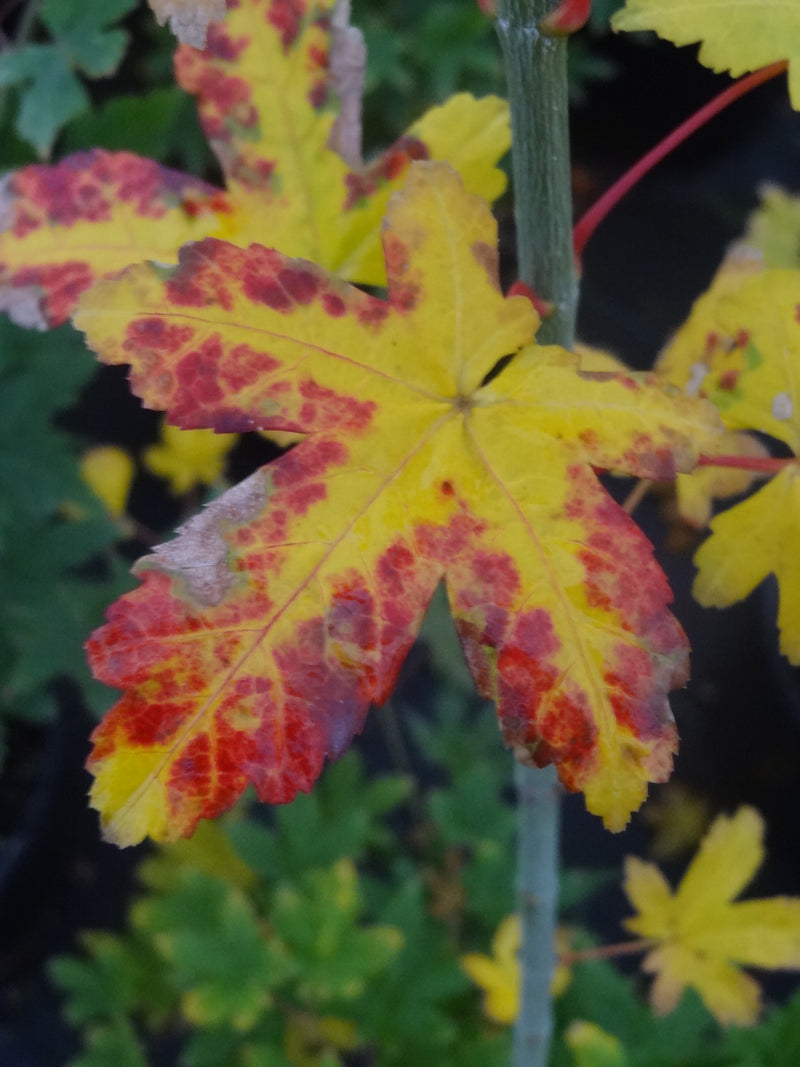 Acer palmatum 'Koyamadani nishiki' Japanese Maple