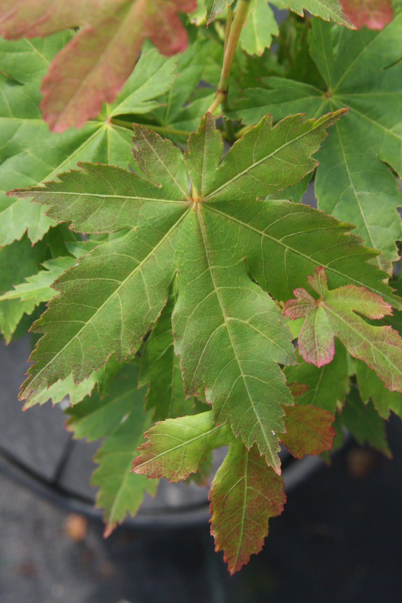 Acer palmatum 'Koyamadani nishiki' Japanese Maple