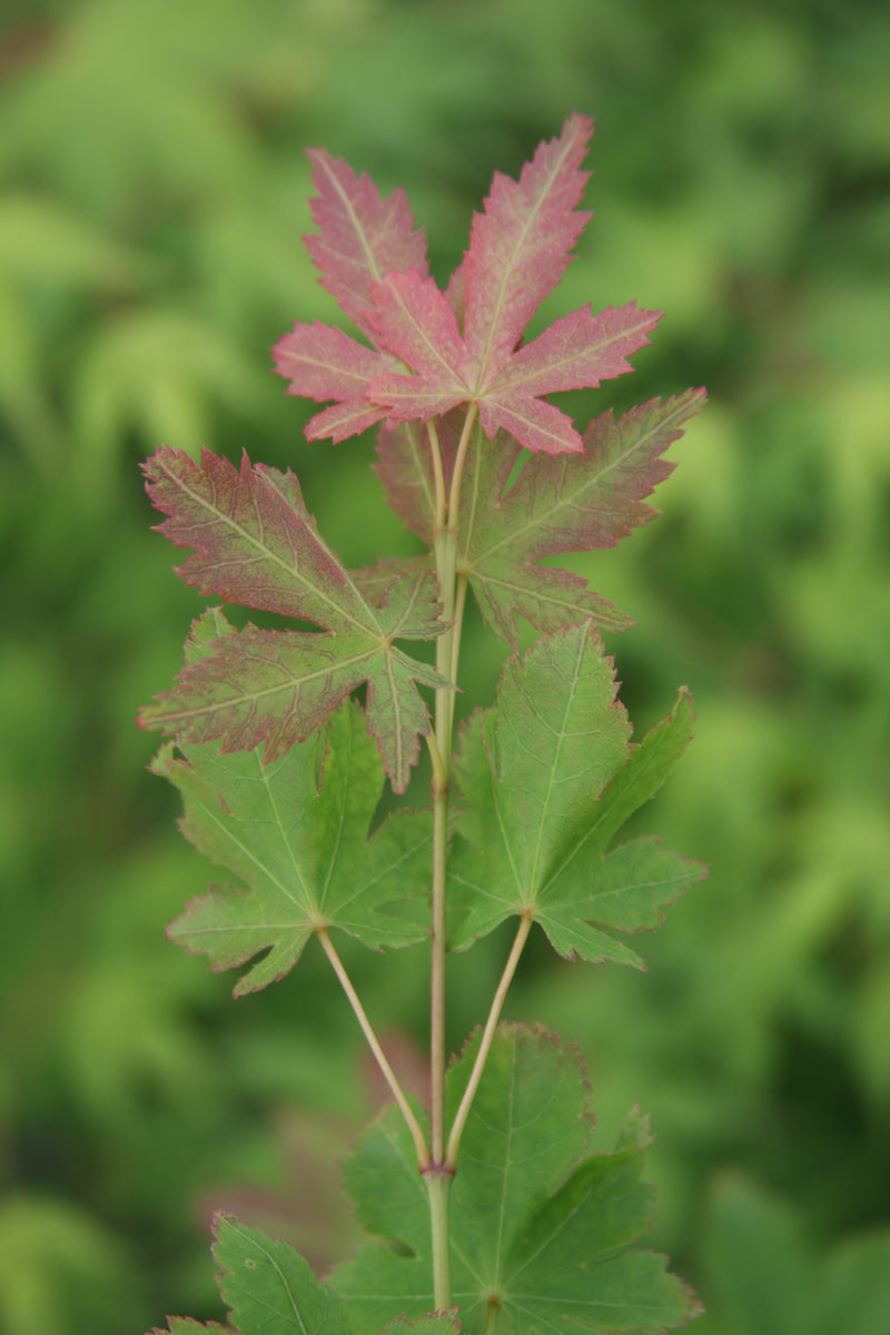 Acer palmatum 'Koyamadani nishiki' Japanese Maple