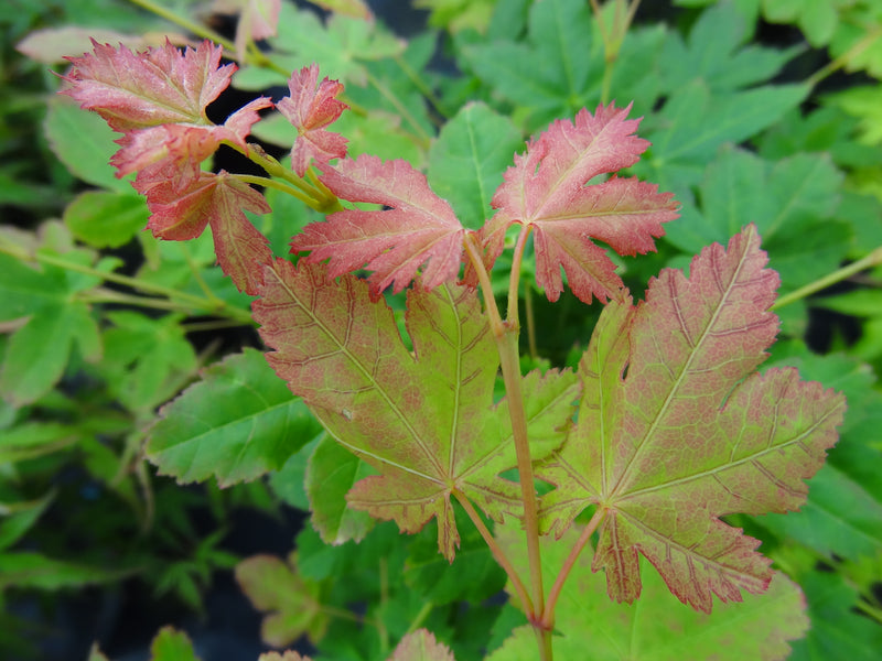 Acer palmatum 'Koyamadani nishiki' Japanese Maple