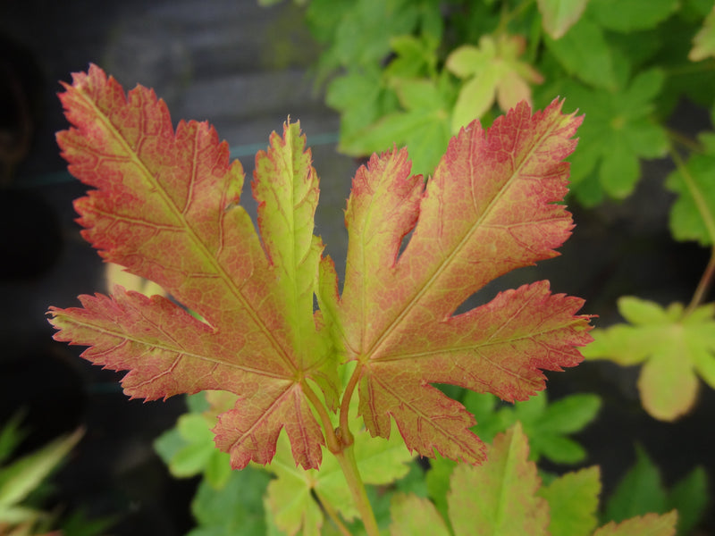 Acer palmatum 'Koyamadani nishiki' Japanese Maple