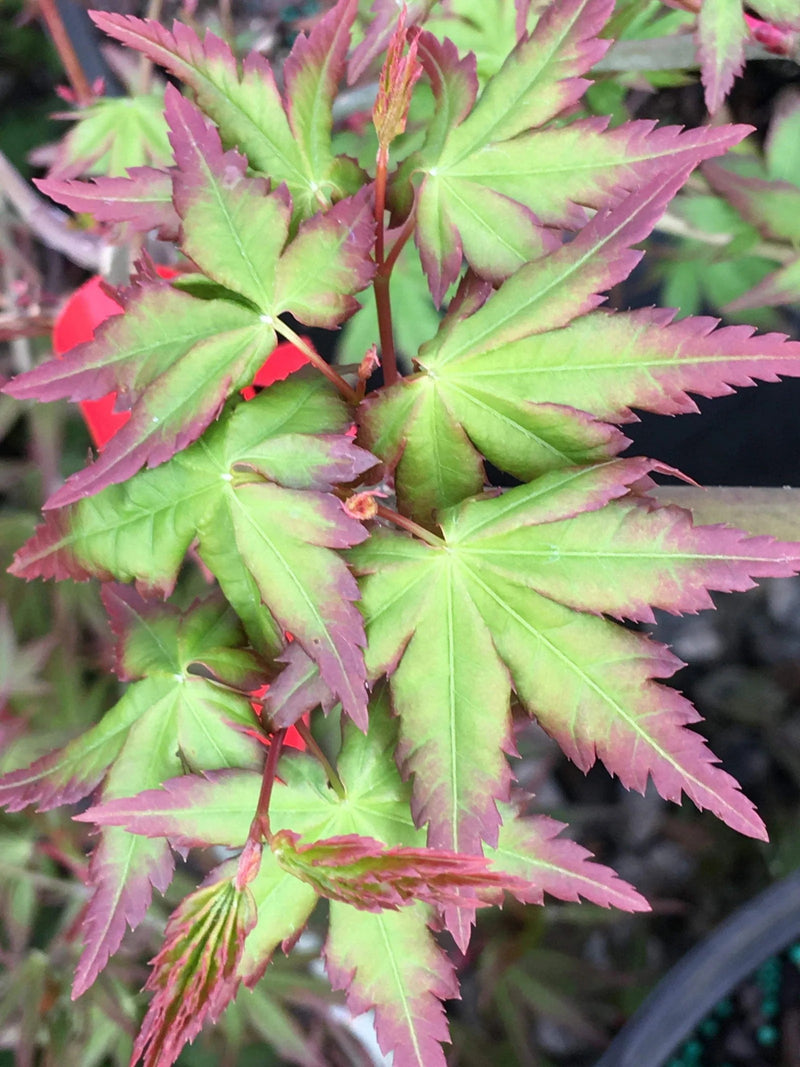 Acer palmatum 'Looking Glass Falls' Weeping Japanese Maple