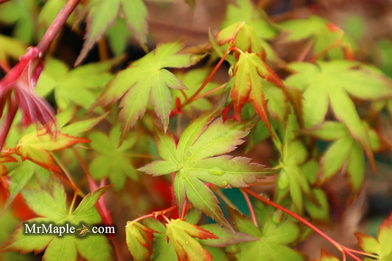 Acer palmatum 'Looking Glass Falls' Weeping Japanese Maple