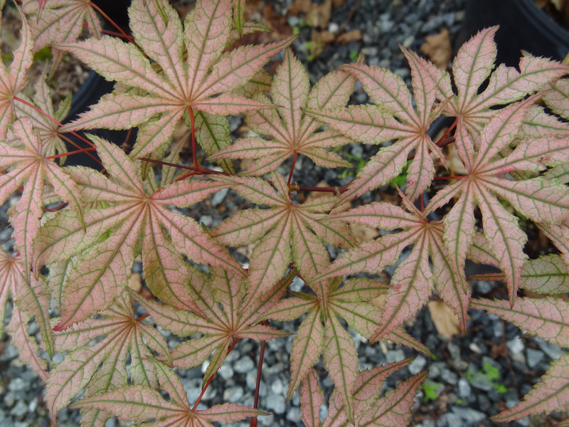 Acer palmatum 'Martha Ghost' Japanese Maple