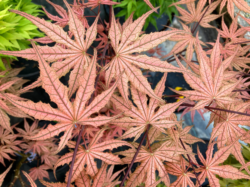 Acer palmatum 'Martha Ghost' Japanese Maple