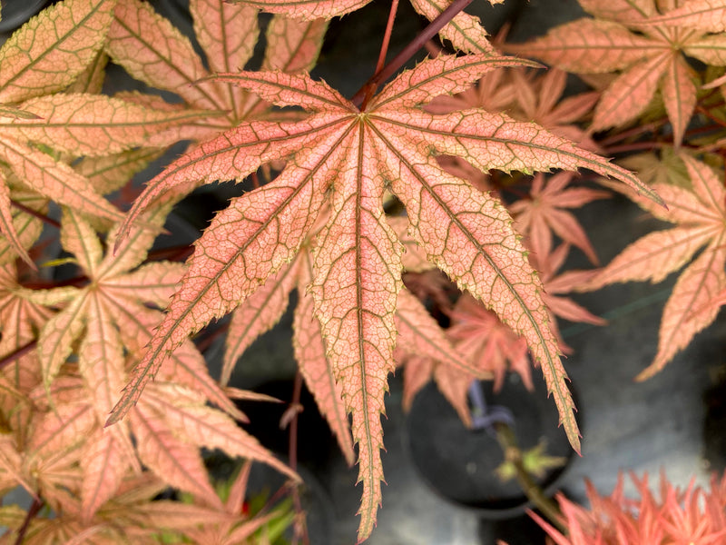 Acer palmatum 'Martha Ghost' Japanese Maple