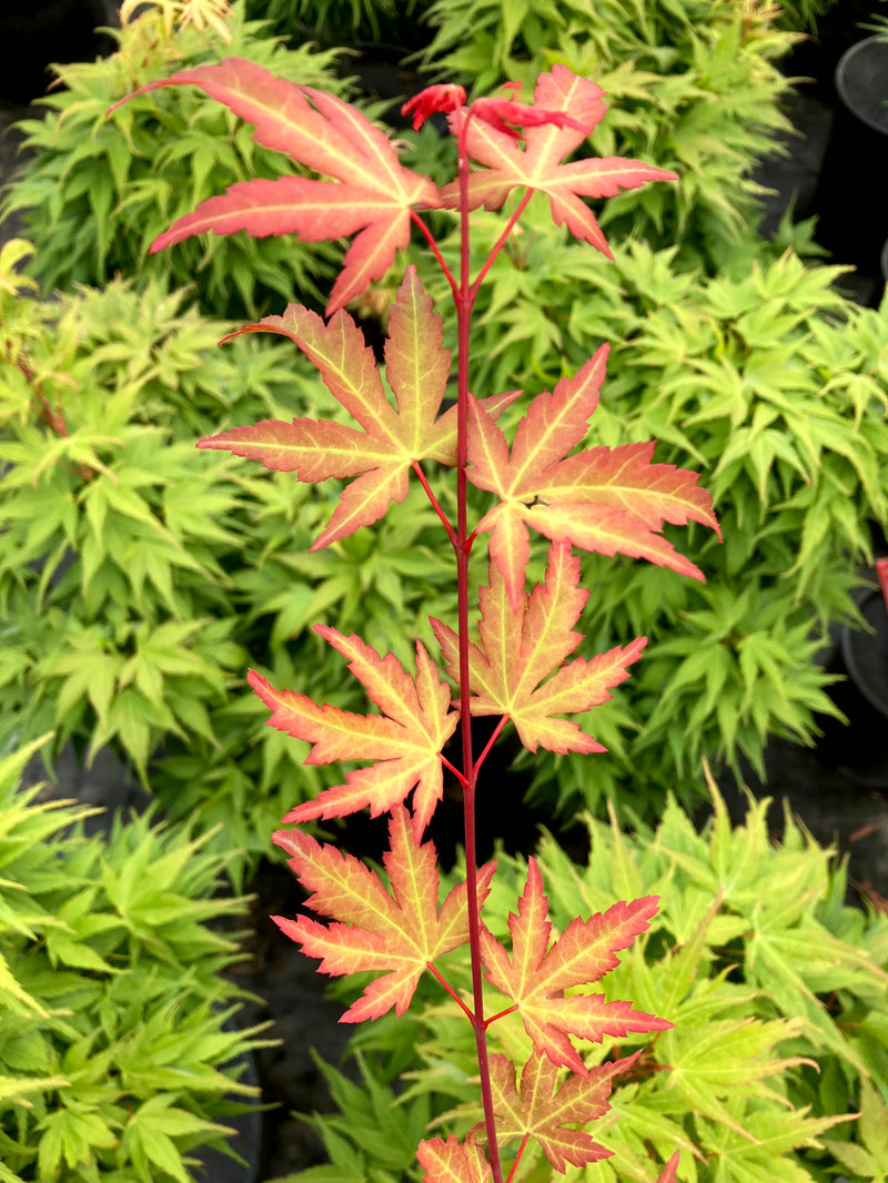 Acer palmatum 'Mila' Japanese Maple