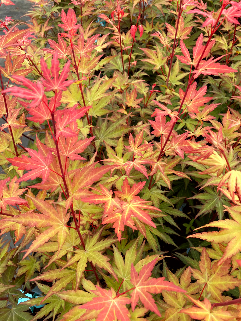 Acer palmatum 'Mila' Japanese Maple