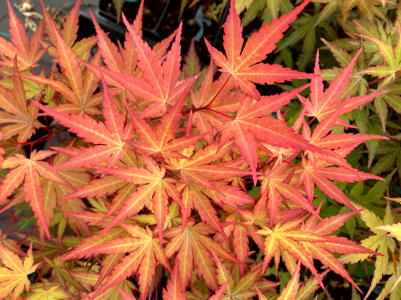 Acer palmatum 'Mila' Japanese Maple