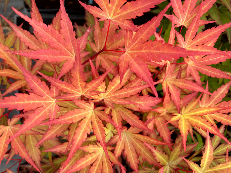 Acer palmatum 'Mila' Japanese Maple
