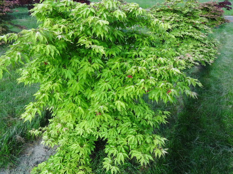 Acer palmatum 'Miss Maple' Japanese Maple