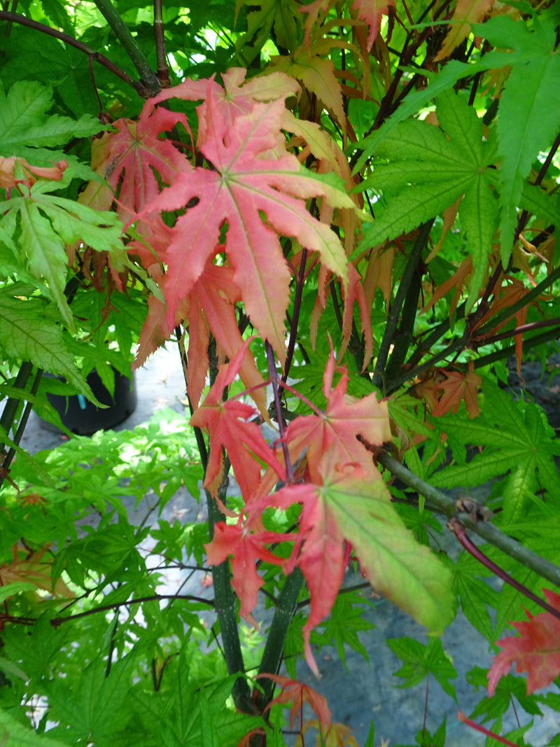 Acer palmatum 'Miss Maple' Japanese Maple