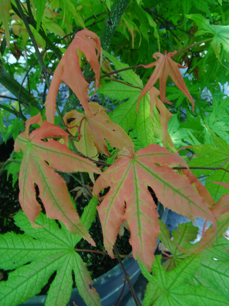 Acer palmatum 'Miss Maple' Japanese Maple