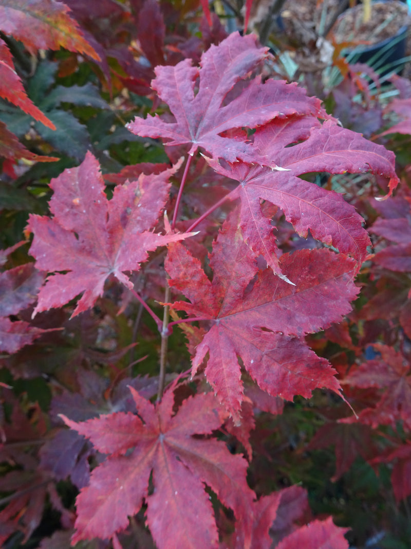 Acer palmatum 'Miss Maple' Japanese Maple