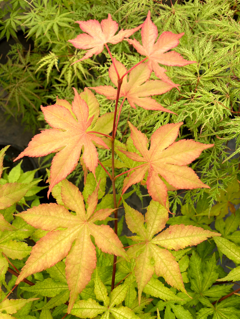 Acer palmatum 'Miss Maple' Japanese Maple