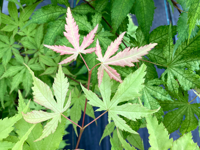 Acer palmatum 'Miss Maple' Japanese Maple