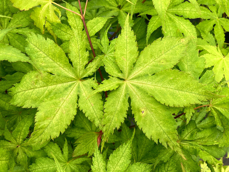 Acer palmatum 'Miss Maple' Japanese Maple