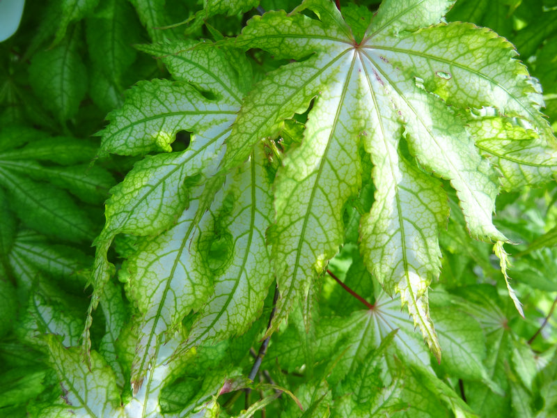 Acer palmatum 'Miss Maple' Japanese Maple