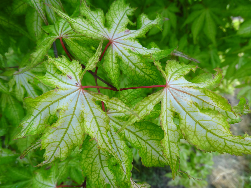 Acer palmatum 'Miss Maple' Japanese Maple