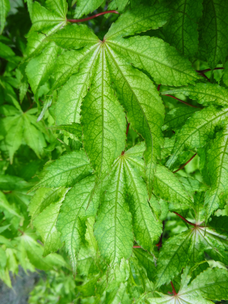 Acer palmatum 'Miss Maple' Japanese Maple