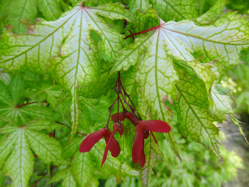 Acer palmatum 'Miss Maple' Japanese Maple