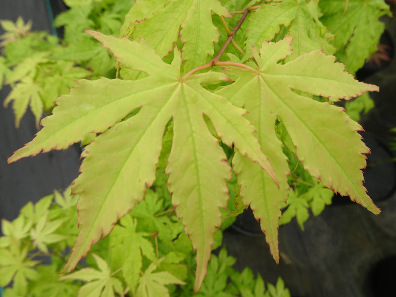 Acer palmatum 'Miss Maple' Japanese Maple