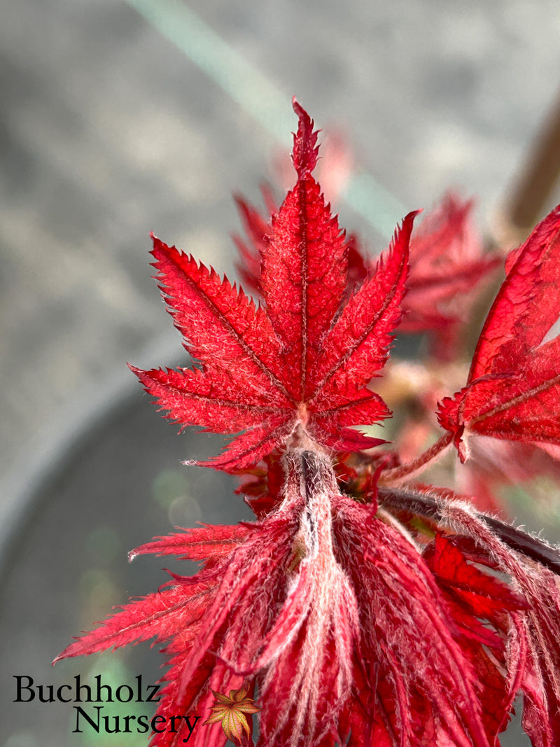 Acer palmatum 'Olsen's Frosted Strawberry' Japanese Maple