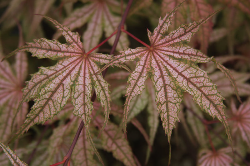 Acer palmatum 'Olsen's Frosted Strawberry' Japanese Maple