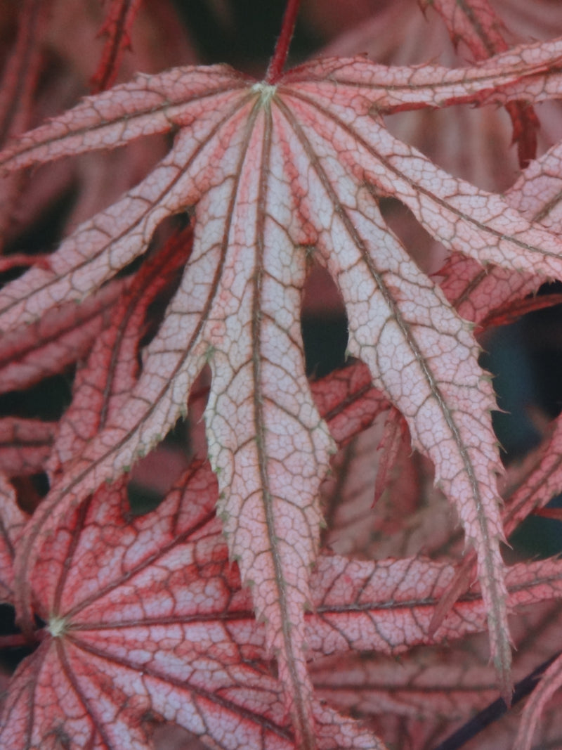 Acer palmatum 'Olsen's Frosted Strawberry' Japanese Maple