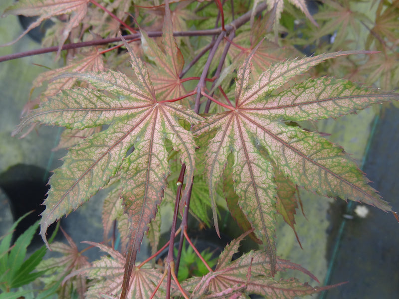 Acer palmatum 'Olsen's Frosted Strawberry' Japanese Maple